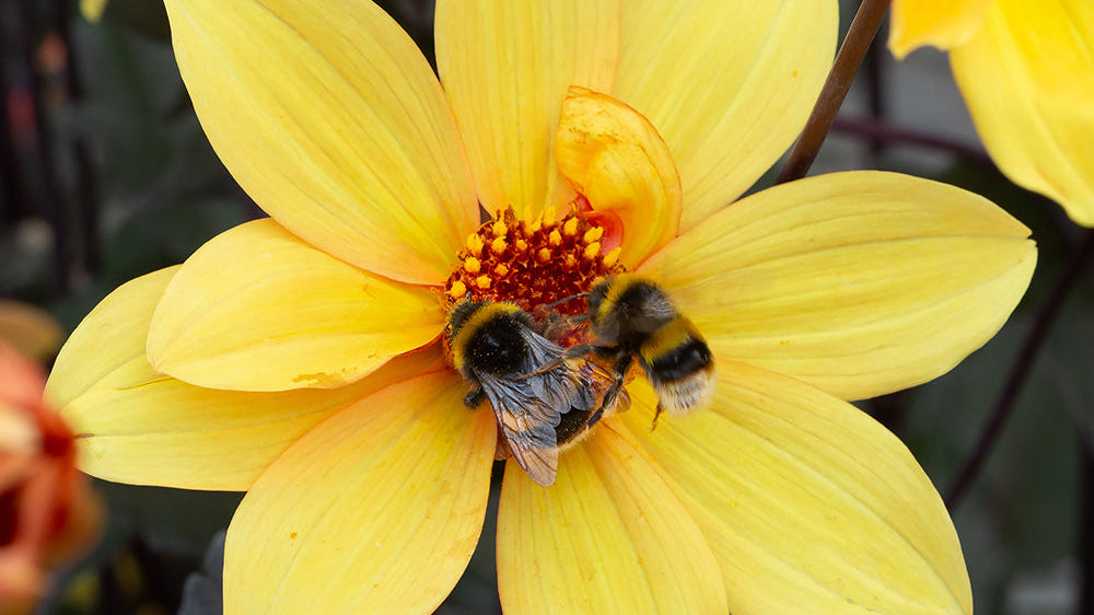 Top 10 Plants for Low-Maintenance Gardens