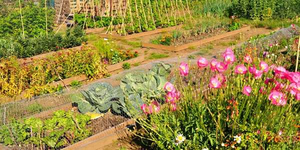 Allotment Care in a Changing Summer: How to Beat the Drought and Prepare for Autumn