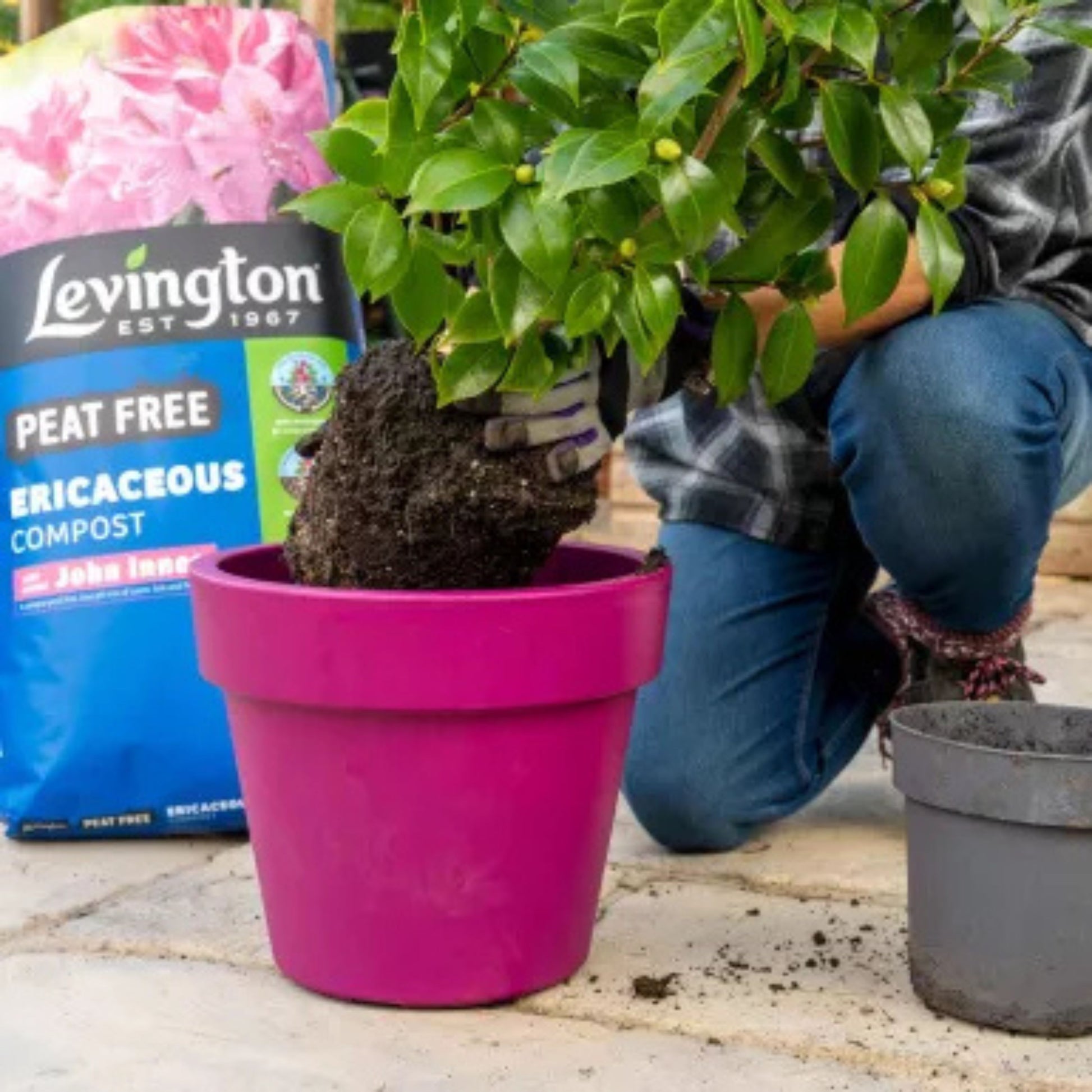 Levington 25L John Innes Ericaceous Compost