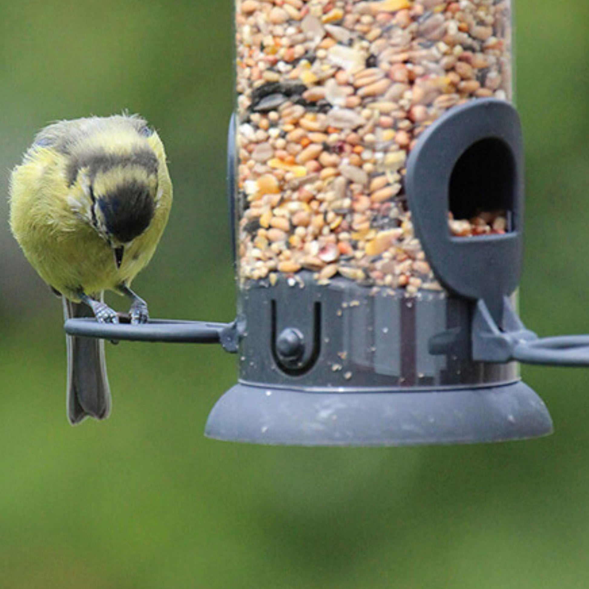 Henry Bell Essentials Pre-Filled Seed Feeder