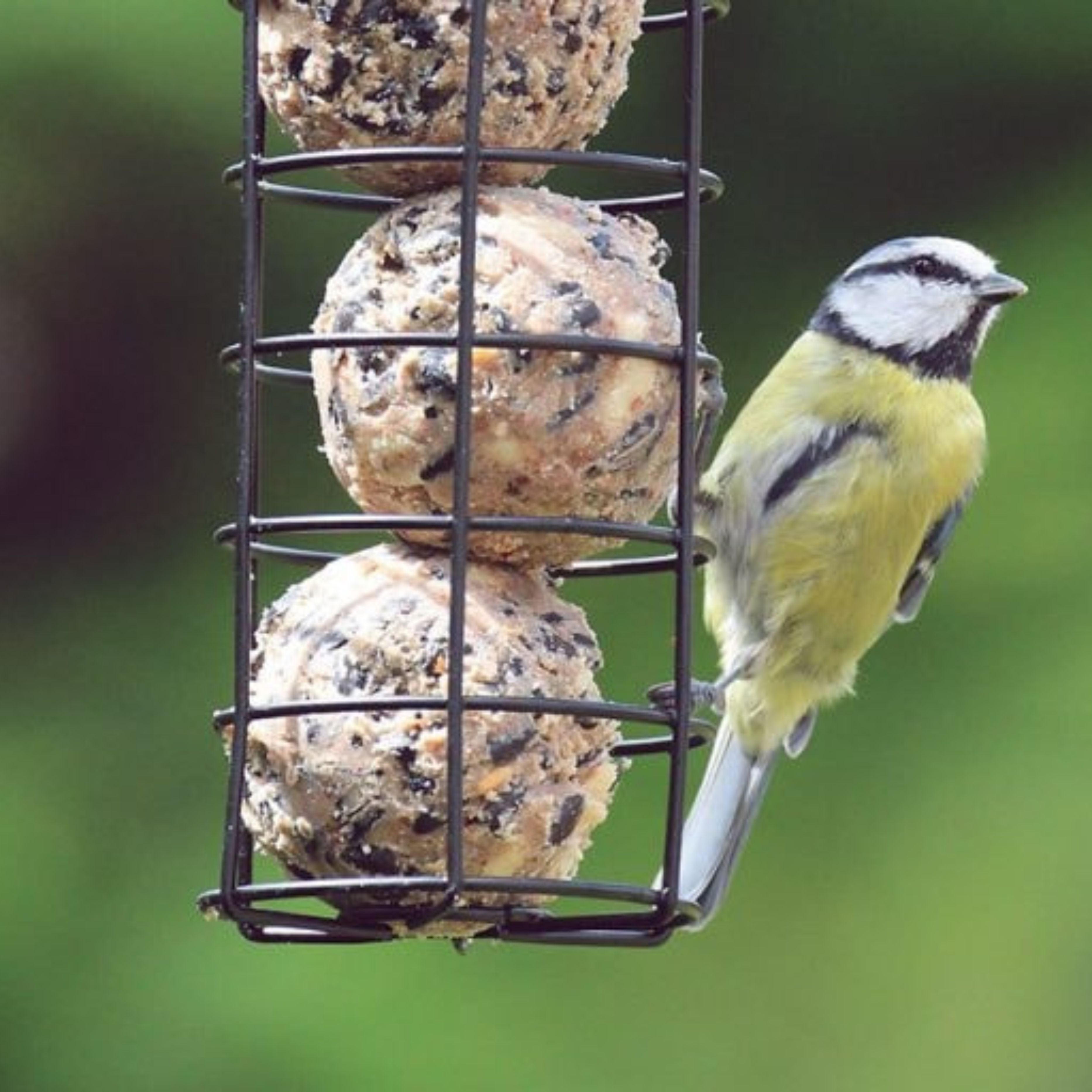 Essentials Pre Filled Fat Ball Feeder