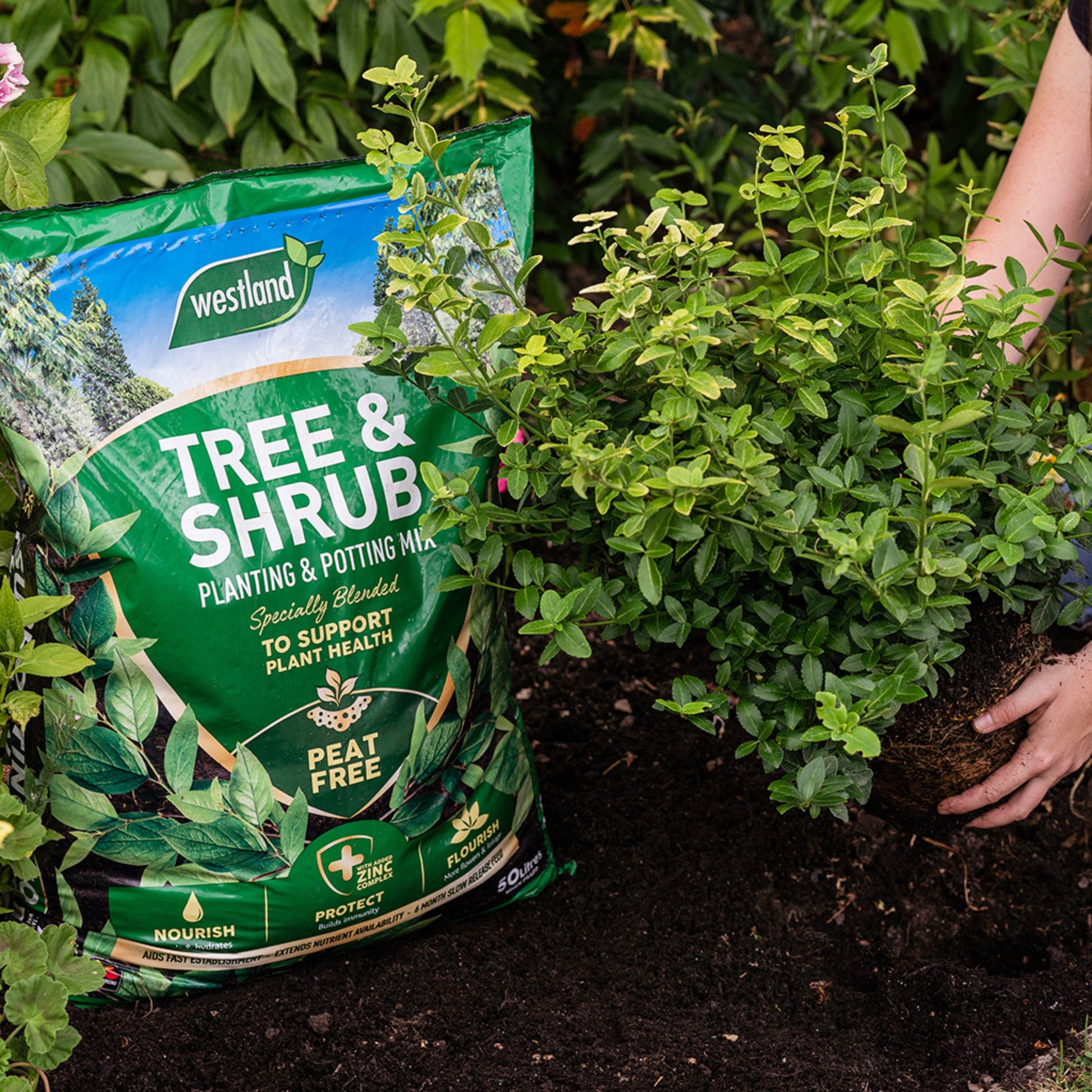 Shrub Mix Module Westland Tree & Shrub Planting & Potting Mix 50L – Peat Free Compost ...