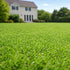 Lush green lawn in front of a house with a blurred background