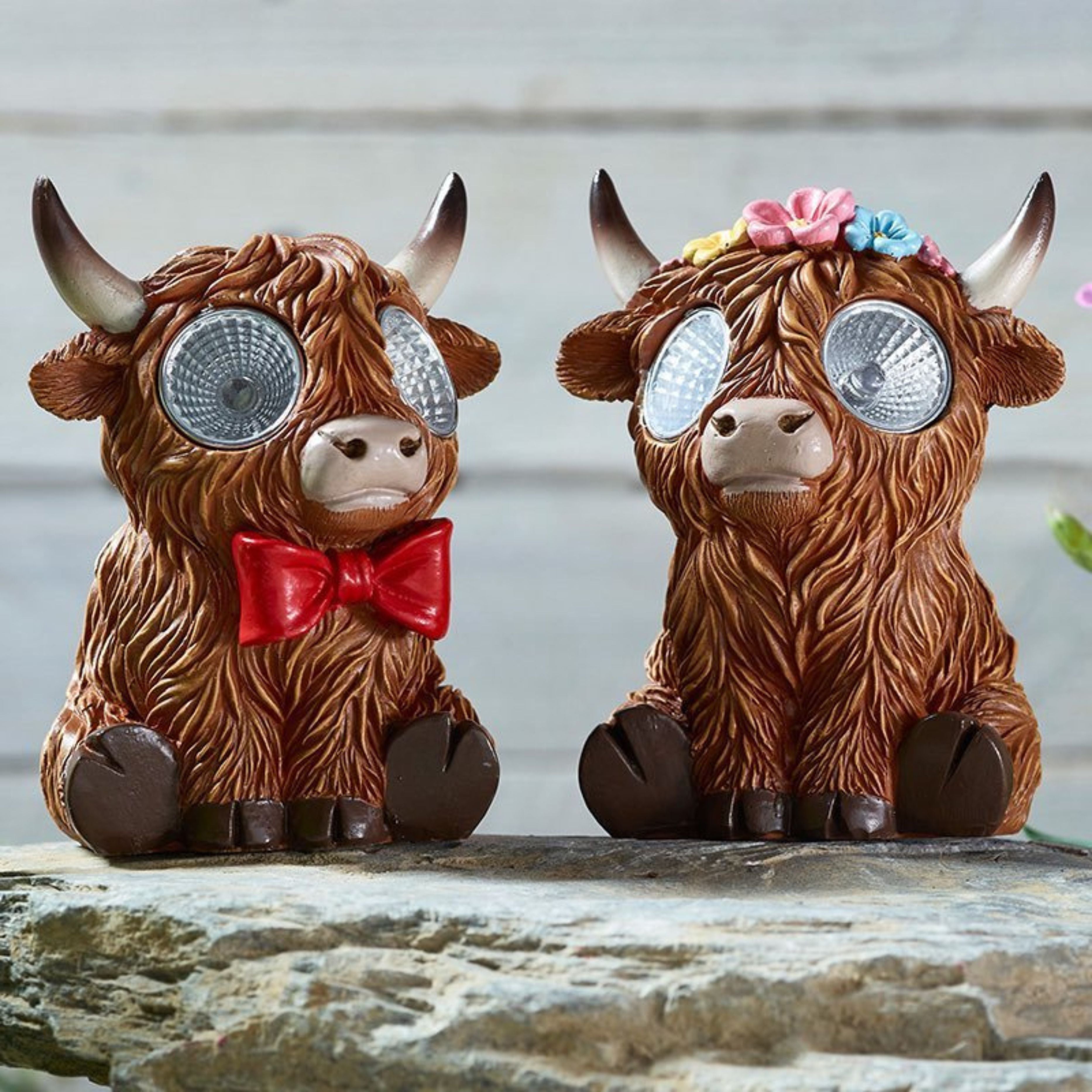 Bright Eyes Highlander