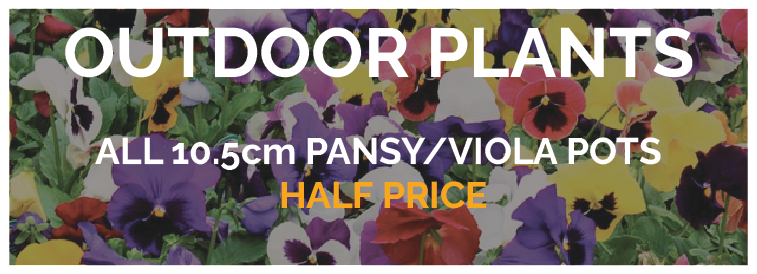 Outdoor Plants 50% off Pansy and Viola offer