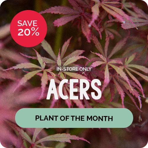 February Plant of the Month Acers
