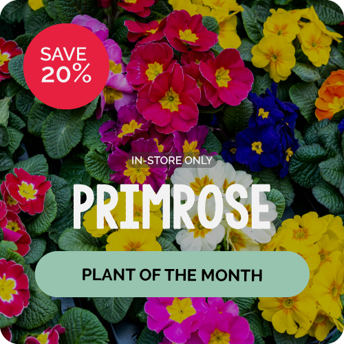 March Plant of the Month Primrose