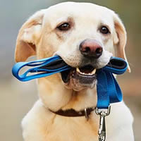 Dog Collars, Leads & Tags