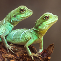 Reptile Products & Accessories