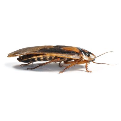 Dubia Roaches, Adult