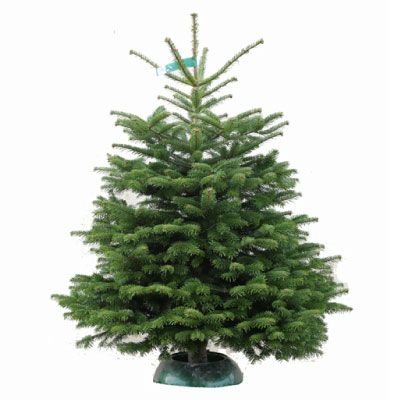 Real Premium Nordmann Christmas Tree 110-150cm