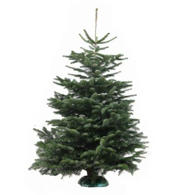 Real Premium Nordmann Christmas Tree 175-200cm