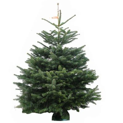Real Premium Nordmann Christmas Tree 200-240cm