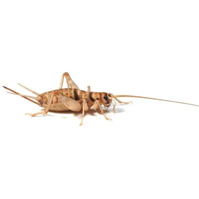 Small Banded Brown Crickets 1st Stage
