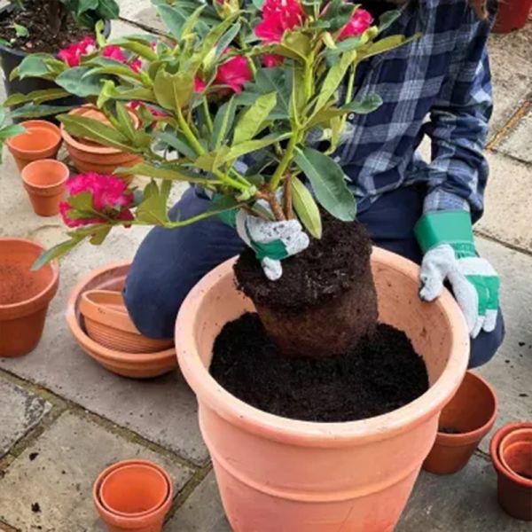 Miracle Gro Peat Free Premium Azalea, Camellia & Rhododendron Ericaceous Compost 10L