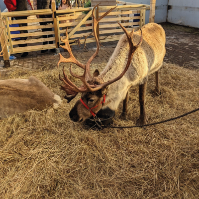 Meet the Reindeer!