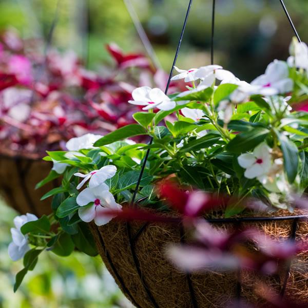Create Your Own Hanging Basket