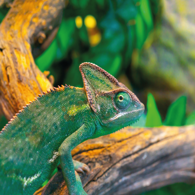 How To Look After Your Pet Chameleon