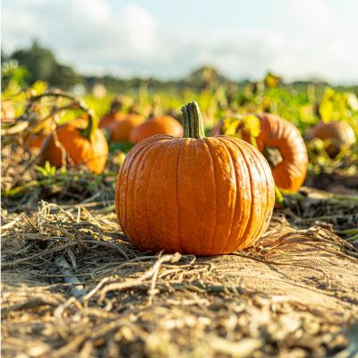 Pumpkin Tips To Try This Halloween