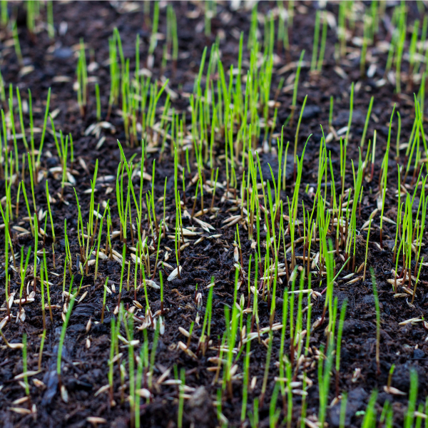 How To Grow Grass Seed