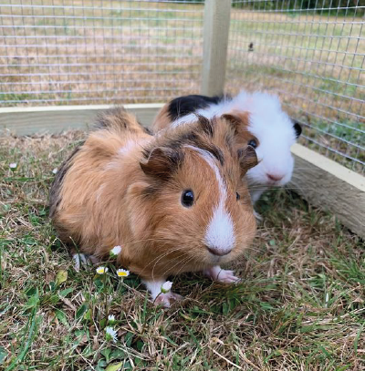 Our Guide to Guinea Pigs