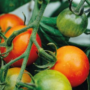 How to Plant Your Tomatoes