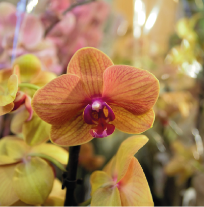 Orchid Care And Advice