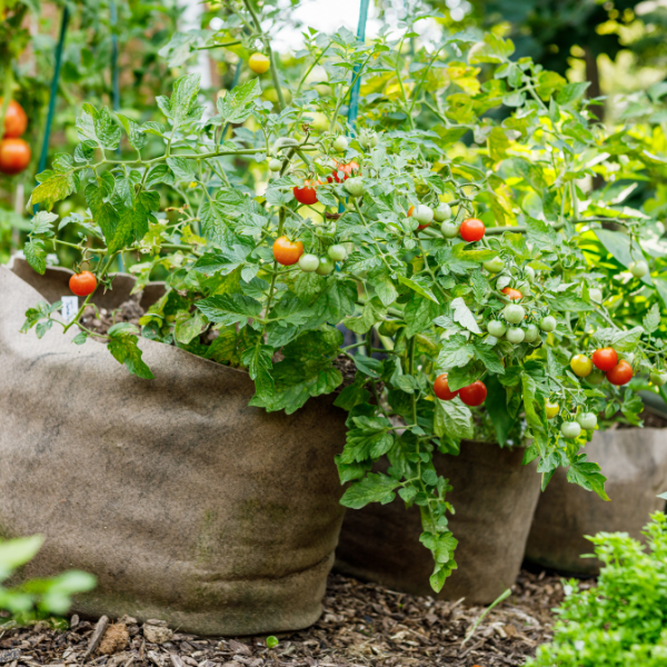 3 Easy Vegetables To Grow In Pots