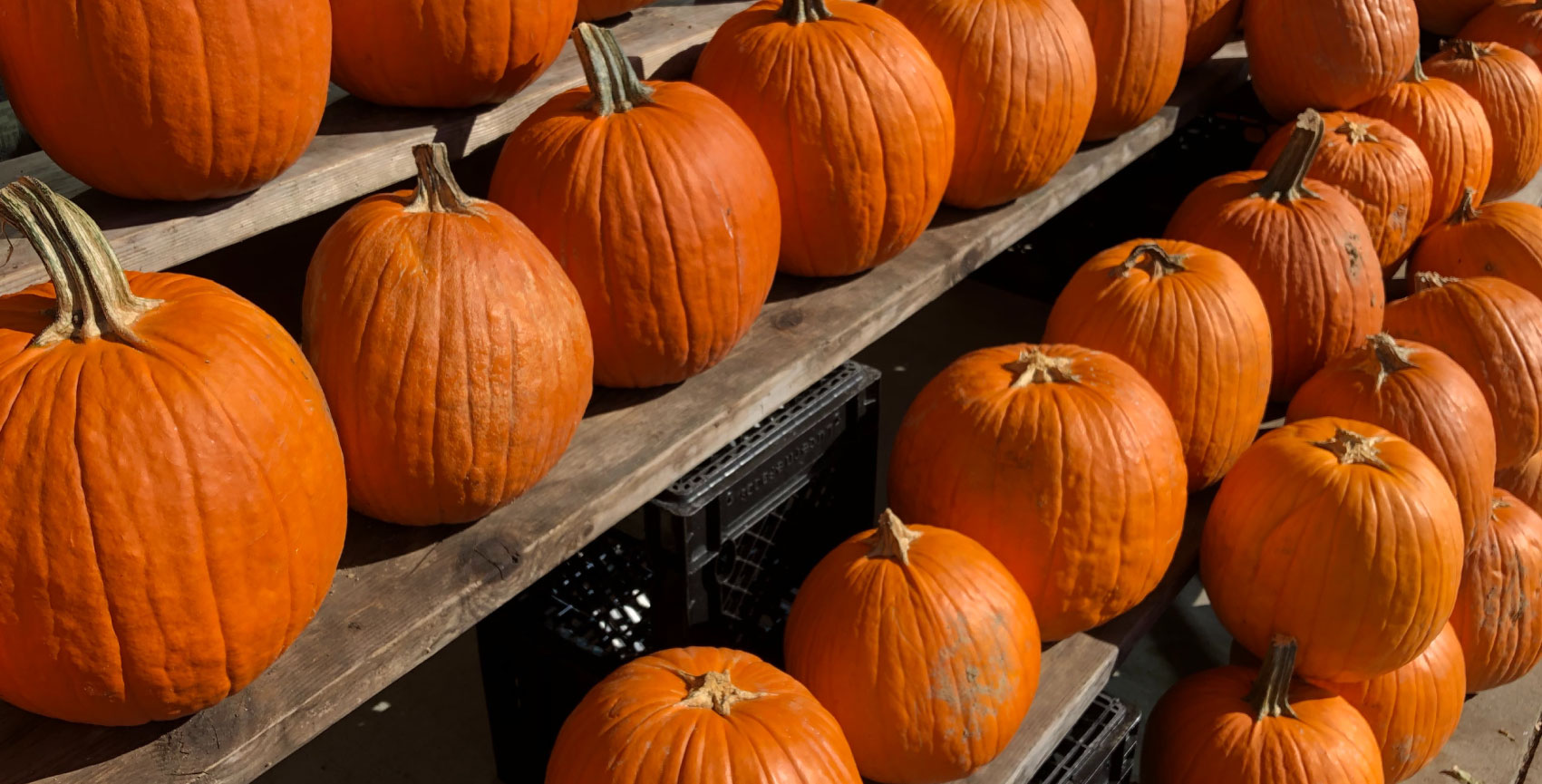 Pumpkin Tips To Try This Halloween Chessington Garden Centre