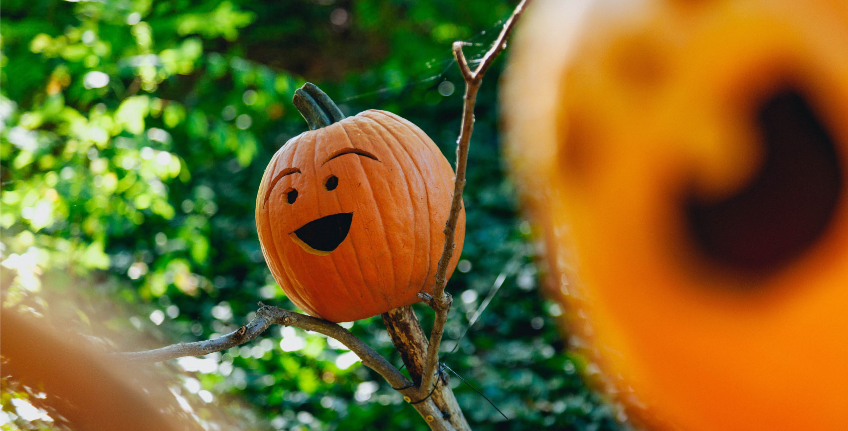 Pumpkin Tips To Try This Halloween Chessington Garden Centre