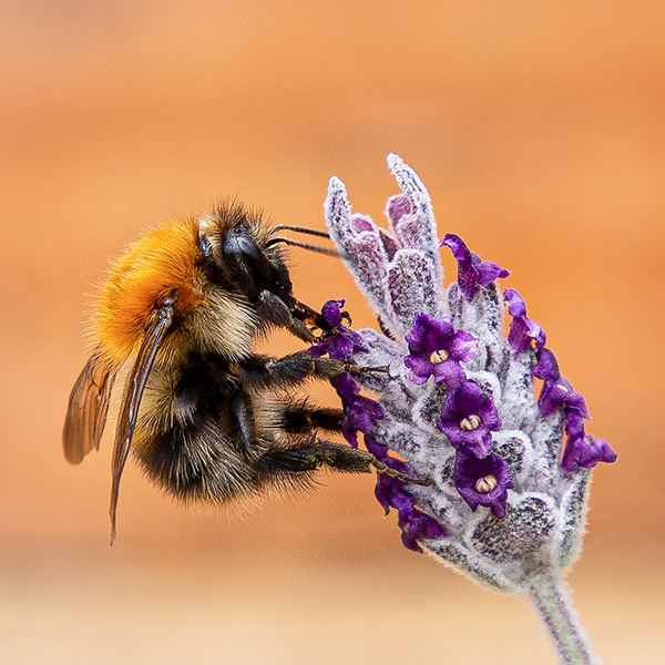 Attracting Pollinators Into Your Garden