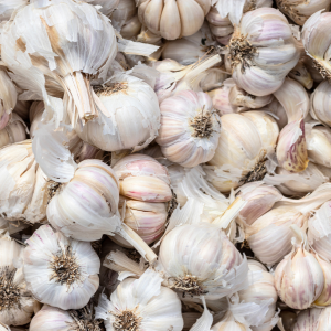 Garlic Farm Tasting